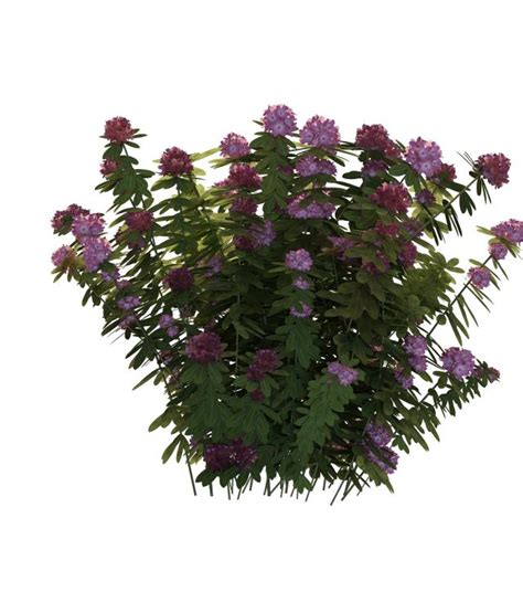 18 flowering shrubs for sun. Flowering shrubs for full sun 3d model 3ds max files free ...