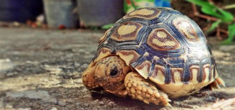 So, if you are interested to know about the best turtles to have as pets, read the article till the end. Keeping tortoises outside - ExoticDirect