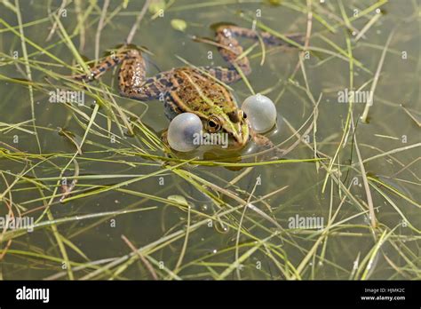 Male Green Frogs With Vocal Bags In The Corners Of The Jaw Note