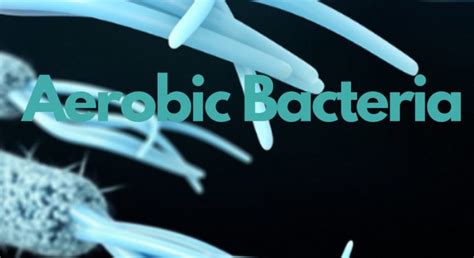 Aerobic Bacteria Ask Microbiology