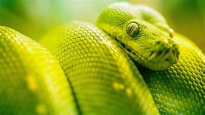 Snake 4k 5k Wallpapers Boa 1080p Reptile