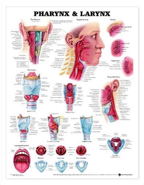Pharynx And Larynx Anatomical Ch