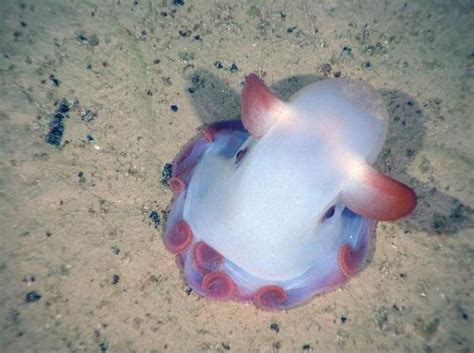 The 7 Rarest Marine Animals In The World
