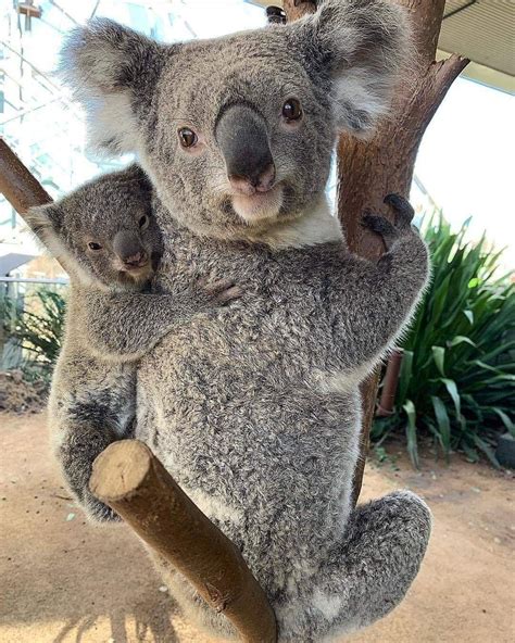 Pin On Koala Bear