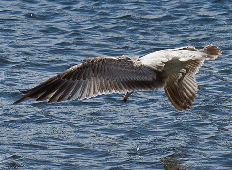 Gull Wing Gull Wings Bird Photography Animals Photograph Animales