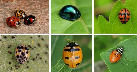 19 Types Of Ladybugs In Your Garden Common And Rare