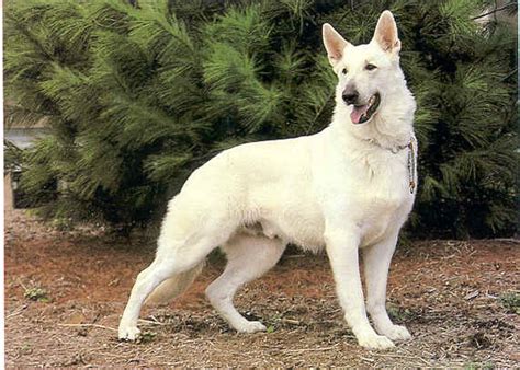 White German Shepherd Wolf Hybrid Dog German Shepherds