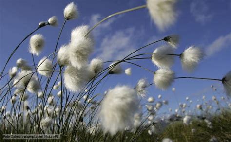 All About Cotton Grass Cotton Grass