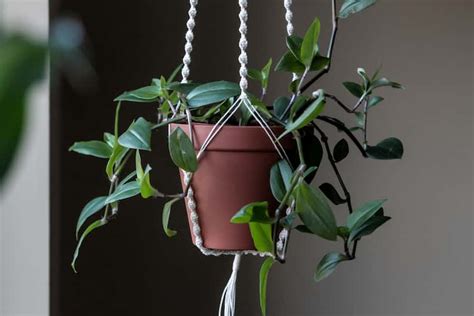 22 Incredible Low Light Hanging Plants For Indoors 2023