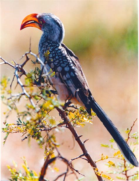 Common Hornbill Kruger Nat Pk South African Birds Pet Birds