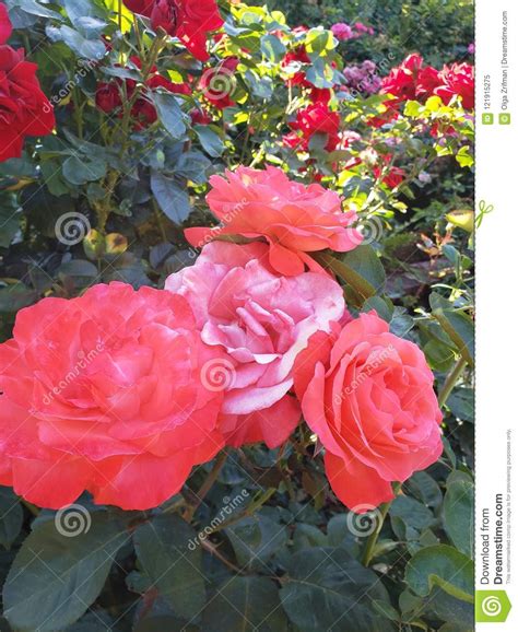 Rosy Bush Stock Image Image Of Time Roses Bush Summer 121915275
