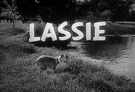 lassie classic television revisited photo 2347250 fanpop