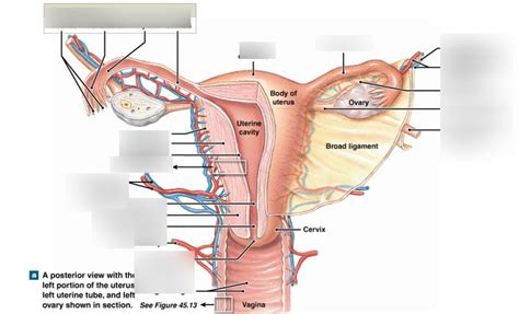 Ovary Structure Model Diagram Quizlet