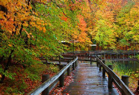 Walking Bridge In Autumn Forest