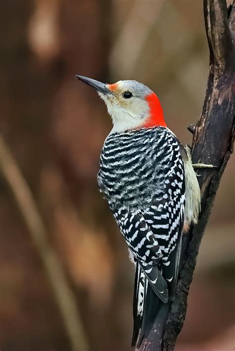 Red Bellied Woodpecker 945 Indiana Photograph By Steve Gass