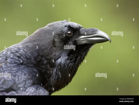 Common Raven Corvus Corax Portrait Stock Photo Alamy