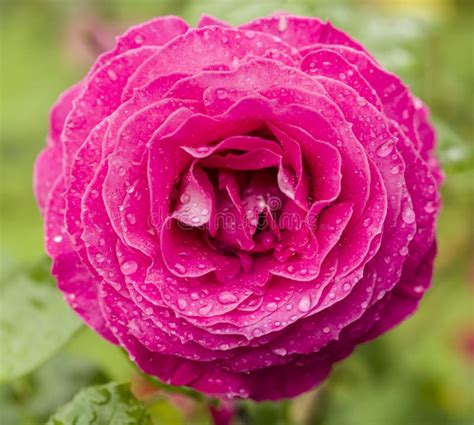 Pink Rose With Rain Drops Stock Photo Image Of Bloom 30806370