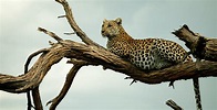Specialist Wild Animal Safaris in Africa