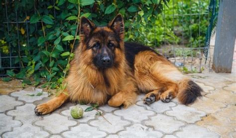 Дългокосместа немска овчарка 32 снимки черни рошави кученца