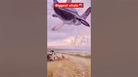Worlds Biggest Whale Ever 🐬🐬unbelievable Youtube