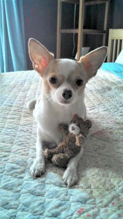 Bouledogue or bouledogue français) is a breed of domestic dog, bred to be companion dogs. Teddy love. | French bulldog, Dogs, Chihuahua