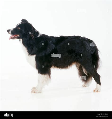 Border Collie Dog Standing Side Profile Stock Photo Alamy