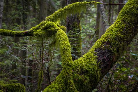 Vancouver Island Forest Stock Photo Download Image Now Bc Beauty