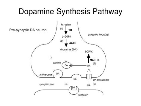 Dopamine Synthesis Pathway