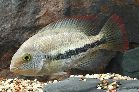 Vieja Zonatus Cichlid Regular