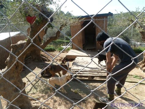 17 cats are spayed and nuetered. Dogs in Bronx Familia Shelter - Best Dogs