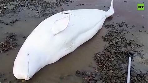 Three Stranded Beluga Whales Saved In Remote Russian Far East After