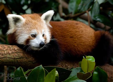 The Red Panda Animals Library