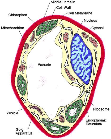 Fungal Cell Diagram