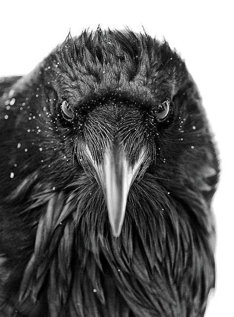 Black And White Photograph Of A Bird With Snow On Its Head Looking At