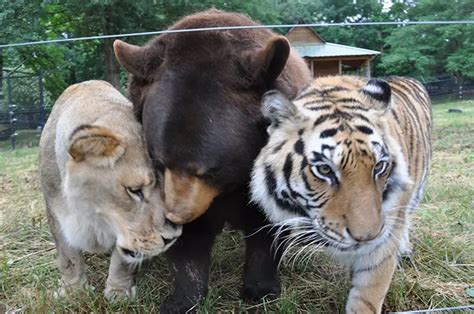 The Unique Friendship Of This Bear Lion Tiger That Were Rescued
