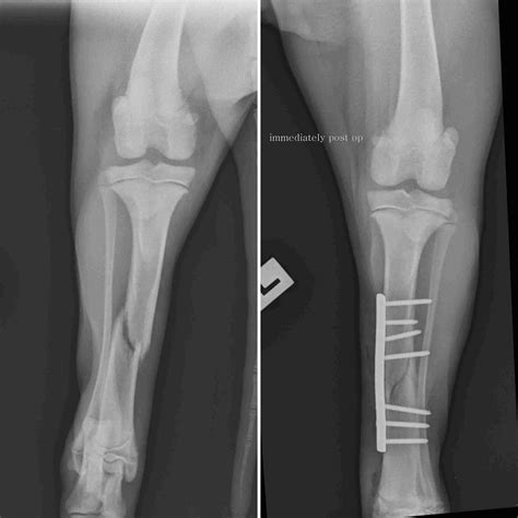 Fracture Repair At South Cranbourne Veterinary Surgery South