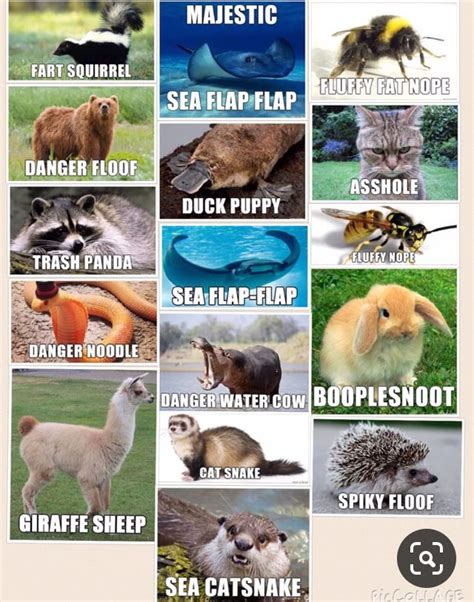 Pin By Chris Derks On Super Cute Animals Funny Animal Names Funny