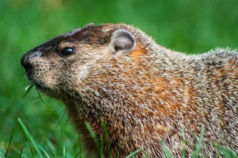 Best Groundhog Poison | WildlifeRemoval.com