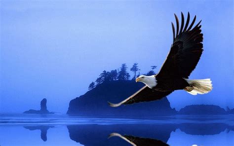 Hình nền Chim động vật màu xanh da trời chim ưng Chuyến bay canh