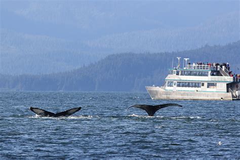 Whale Watching In Alaska Stock Photo Download Image Now Istock