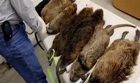 A Nest Of Giant Cannibal Rats Was Found In London Uk News Express