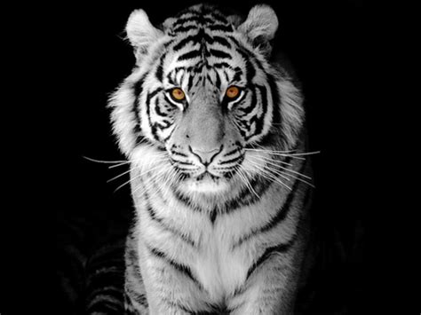 Support us by sharing the content, upvoting wallpapers on the page or sending your own. Black Tiger Wallpaper - WallpaperSafari