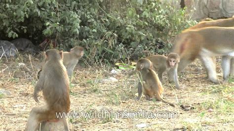 Cute Alert Baby Monkey Clinging On Tight To Mommys Chest Youtube