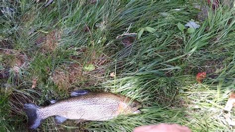 While the equipment, lure, and bait are one of the most important steps of trout fishing is setting up the proper rig. Telescopic Tenkara Trout fishing, 12 meter pole, med-large ...