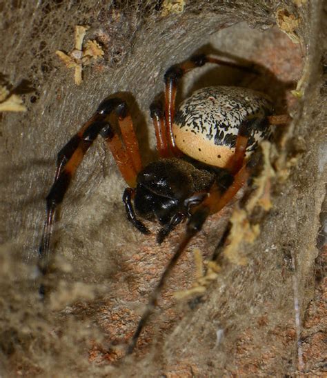Hermit Spider Female Project Noah