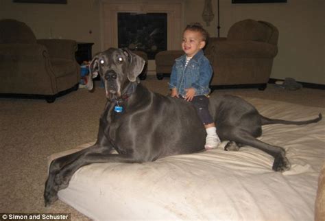 Biggest Dog In The World Meet George The 7ft Long Great Dane Whos