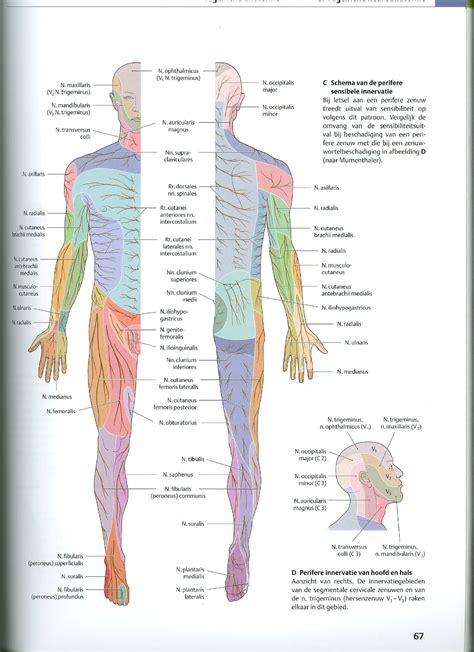Anatomie En Radiologische Anatomie Overzicht Zenuwen Studocu