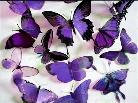 Purple Butterfly Wallpaper 1024x768 6584