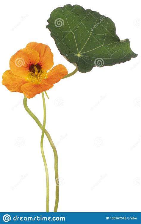Nasturtium flower isolated stock photo. Image of white - 135767548