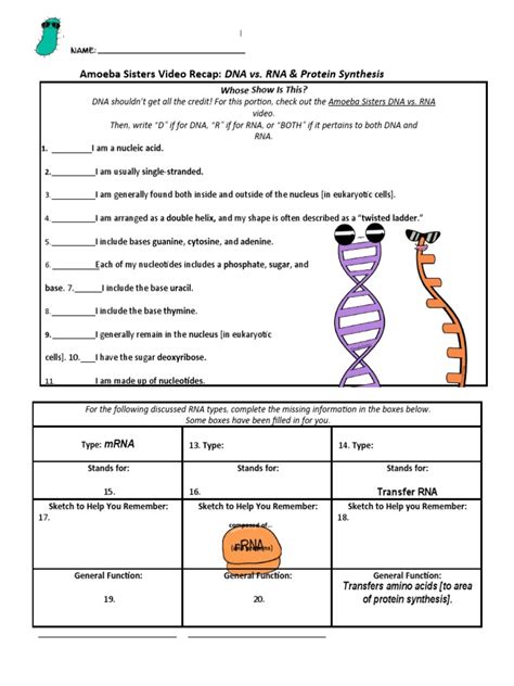 Dna Vs Rna And Protein Synthesis Updated Recap By Amoeba Sisters Pdf